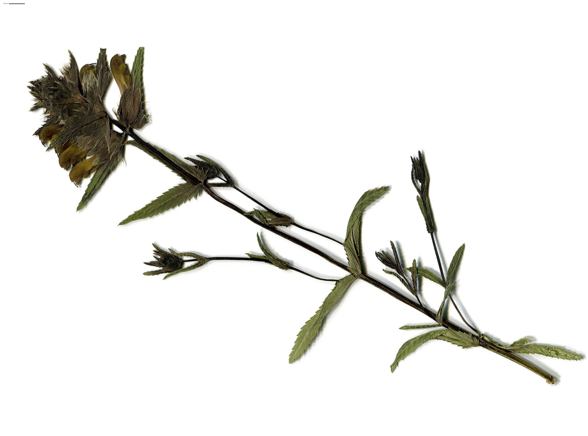 Rhinanthus angustifolius subsp. angustifolius (Orobanchaceae)